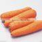 China New Crop Fresh Carrot in High Quality