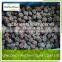 Reliable Quality Frozne Blackberry