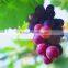 red seedless grape vine trees seedling