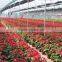 China nursery Euphorbia pulcherrima bonsai