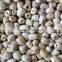 VIETNAM WHITE LOTUS SEEDS