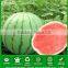 MW26 YS rough shape 2kgs single weight hybrid bulk watermelon seeds, f1 watermelon seeds