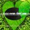High Quality 100% Water Solubility Seaweed Extract