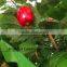 stunning wholesale price decorative artificial apple tree for garden decoration