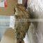 Live Pacific Oyster