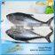 Fair Price Fresh Tuna Stock Albacore