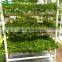 New Design Commercial Greenhouse Hydroponic Growing Systems For Sale