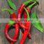 Good price chili pepper from Vietnam