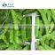 Sinocharm Top Quality Sweet Crisp Organic Frozen Snow Peas Non Worm IQF Whole Peapod