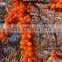 Sinocharm BRC A approved IQF Frozen Sea Buckthorn berries Frozen Sea Buckthorn