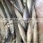 High Quality Frozen Pacific Mackerel with size 40 - 50 pcs / 9.5 kg
