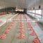 Full Set Automatic Breeder House Poultry Equipment