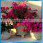 Large patio decorating garden pots