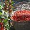 FDA passed organic red gojiberry