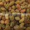 sun dried raisin, new crop 2015