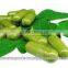 Bulk moringa seeds suppliers from india
