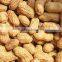 Hot Selling Yummy Roasted and Salted Peanuts