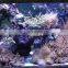 High qulity water-proof cord aquarium freshwater fish species 3ft tank 90watt