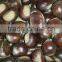 Taian chestnuts china fresh chestnuts for USA