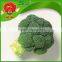 Best China export supplier 100% organic green broccoli