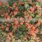 Frozen Mixed Vegetables