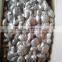 Shiitake Mushroom