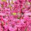 2016 High Purity Chinese Redbud Seeds For Growing