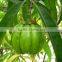 GMP manufacturer supply high quality and natural Garcinia Cambogia Extract Powder 50% 60% HCA