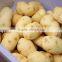 MSTP-80 High efficiency stainless steel potato washing and peeling machine,shallot and taro peeling machine