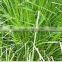 MANUFACTURER OF VETIVER HAITI OIL