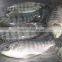 Frozen Tilapia Fillet From Zhejiang of China