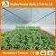 Heracles Trade Assurance Vegetable Seeds Greenhouse