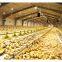 prefab steel structure chicken broiler poultry farm house design