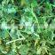Sinocharm Frozen vegetable  BRC A approved Fresh 5cm IQF Frozen Coriander Cut