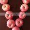 Red Color and Fuji Variety apple Fresh FUJI Apple