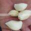 Supplier Garlic White garlic