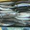frozen pacific saury for bait fishing