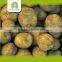 wholesale holland seed potato