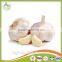4cm 5cm 5.5cm 6cm Normal White Pure White Fresh Garlic