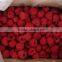 New Crop Frozen Raspberry