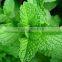 100% Pure essential menthol oil