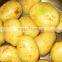 Low Price Fresh Holland Potato