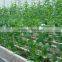 Tomato growing sun shade plastic film greenhouse