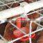 5 Years Changing Broken Accessories Freely Poultry Layer Cage For 5000 Birds