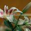 Real lily flower fresh cut bulk flower for export