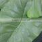 brand name artificial bonsai plants artificial wild taro bonsai decor