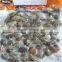 Boiled Short Neck Clam Nature Fresh FAO61
