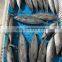 IQF bonito frozen bullet tuna for bait