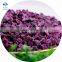 High quality IQF Frozen Purple Sweet Potato Dice