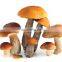 Wild Dried sliced porcini mushroom  boletus edulis